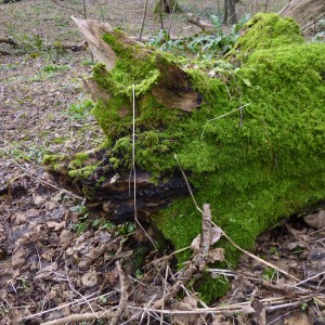 Pig in moss
